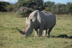 2026_383-Botswana-Kharma-Rhino-Sanctuary