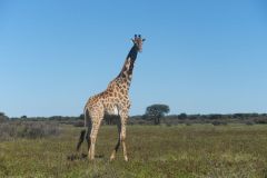 2026_394-Botswana-Kharma-Rhino-Sanctuary