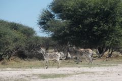 2026_406-Botswana-Orapa