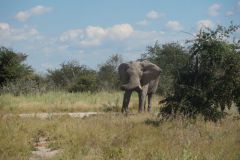 2026_411-Botswana-Nxai-Pan-NP