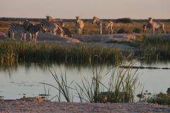 2026_416-Botswana-Nxai-Pan-NP