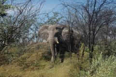 2026_431-Botswana-Nxai-Pan-NP
