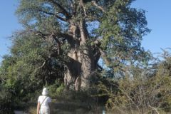 2026_434-Botswana-Planet-Baobab
