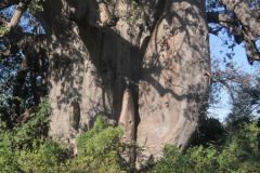 2026_435-Botswana-Planet-Baobab