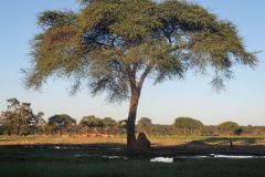 2026_479-Botswana-Senyati
