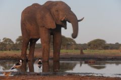 2026_480-Botswana-Senyati