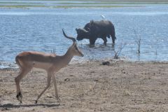 2026_484-Botswana-Chobe-NP
