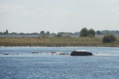 2026_493-Botswana-Chobe-NP