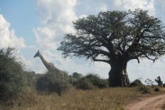 2026_517-Botswana-Chobe-NP