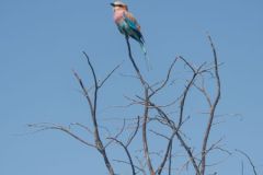 2026_519-Botswana-Chobe-NP