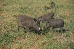 2026_525-Botswana-Chobe-NP