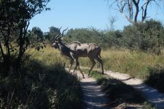 2026_534-Botswana-Chobe-NP