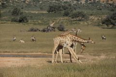 2026_552-Suedafrika-Kgalagadi-Transfrontier-NP