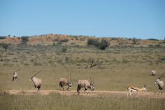 2026_558-Suedafrika-Kgalagadi-Transfrontier-NP