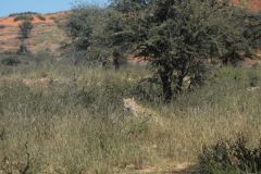 2026_560-Suedafrika-Kgalagadi-Transfrontier-NP