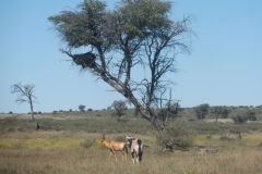 2026_581-Suedafrika-Kgalagadi-Transfrontier-NP