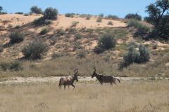 2026_584-Suedafrika-Kgalagadi-Transfrontier-NP