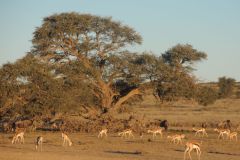 2026_602-Suedafrika-Kgalagadi-Transfrontier-NP