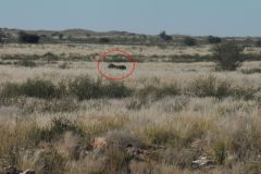 2026_607-Suedafrika-Kgalagadi-Transfrontier-NP