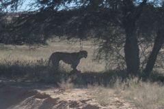 2026_614-Suedafrika-Kgalagadi-Transfrontier-NP