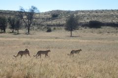 2026_617-Suedafrika-Kgalagadi-Transfrontier-NP