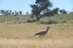 2026_626-Suedafrika-Kgalagadi-Transfrontier-NP