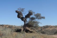 2026_627-Namibia-Kalahari