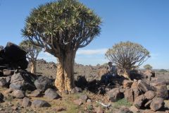 2026_633-Namibia-Keetmanshoop-Mesosaurus-Fossil-Site