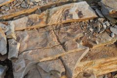2026_660-Namibia-Keetmanshoop-Mesosaurus-Fossil-Site