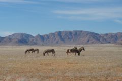 2026_733-Namibia