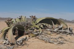2026_809-Namibia-Namib-Naukluft-NP