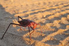 2026_838-Namibia-Spitzkoppe-NP