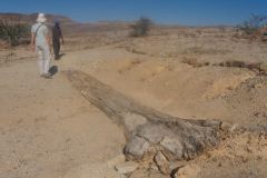 2026_864-Namibia-Versteinerter-Wald