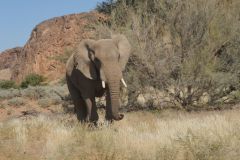 2026_875-Namibia-Damaraland