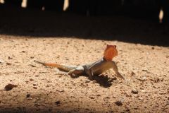 2026_879-Namibia-Kaokoland