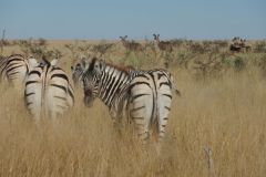 2026_913-Namibia-Etosha-NP