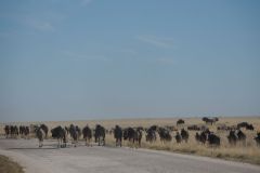 2026_915-Namibia-Etosha-NP