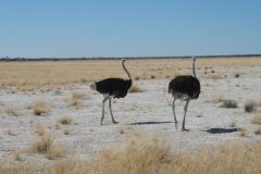 2026_919-Namibia-Etosha-NP