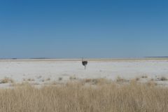 2026_920-Namibia-Etosha-NP