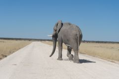 2026_921-Namibia-Etosha-NP