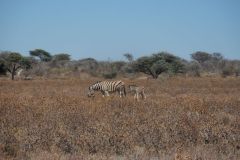 2026_922-Namibia-Etosha-NP