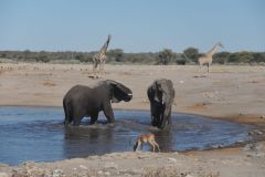2026_923-Namibia-Etosha-NP