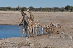 2026_925-Namibia-Etosha-NP