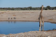2026_927-Namibia-Etosha-NP