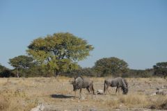 2026_935-Namibia-Etosha-NP
