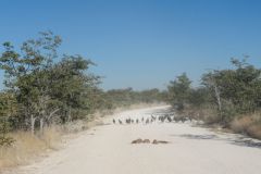 2026_944-Namibia-Etosha-NP