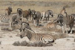 2026_949-Namibia-Etosha-NP