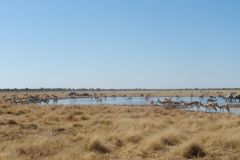 2026_951-Namibia-Etosha-NP