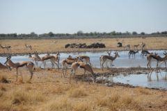 2026_952-Namibia-Etosha-NP