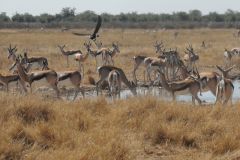 2026_953-Namibia-Etosha-NP